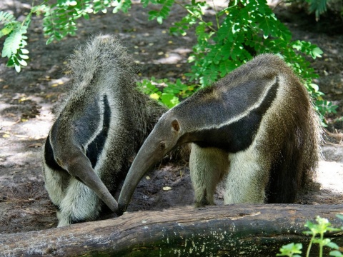 Giant anteater