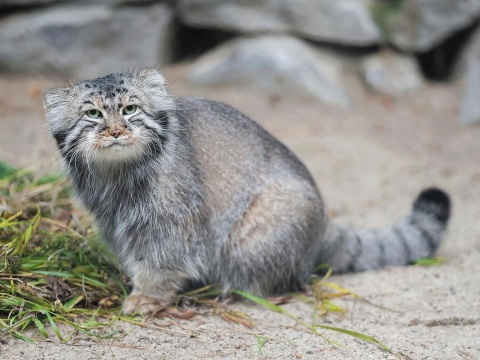 Manul