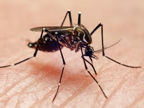Mosquito