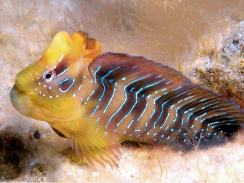 Peacock blenny