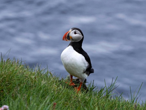 Puffin Bird