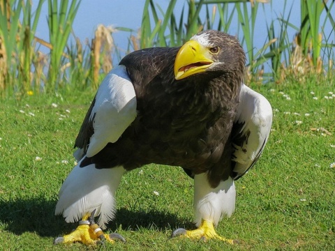 Steller's sea eagle
