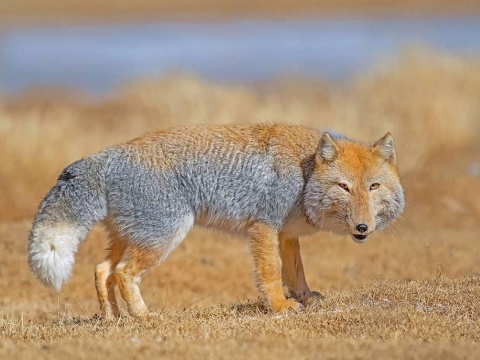 Tibetan fox