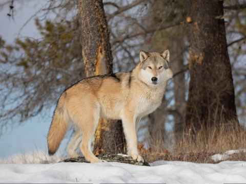 Tundra wolf
