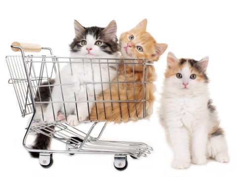 Cat buying