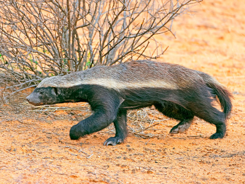 Honey badger
