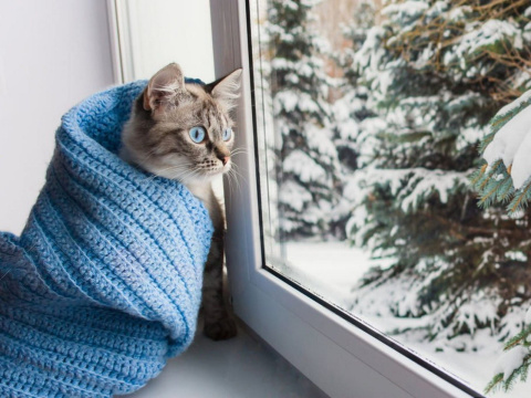 Cat and weather