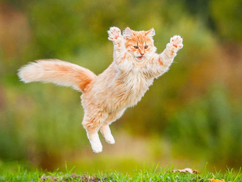 Cat jump
