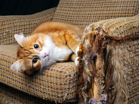 Cat scratches soft furniture
