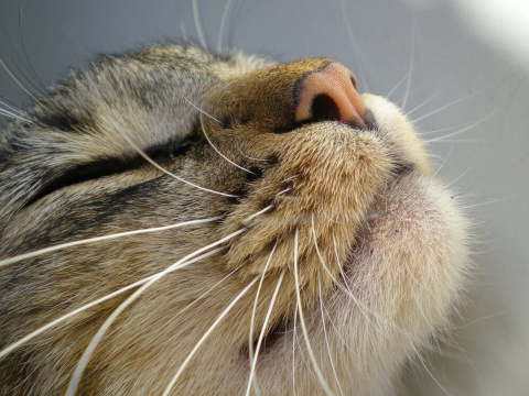 Cat whiskers are an important sensory tool for cats.