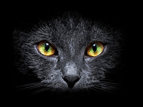 Cat's eyes