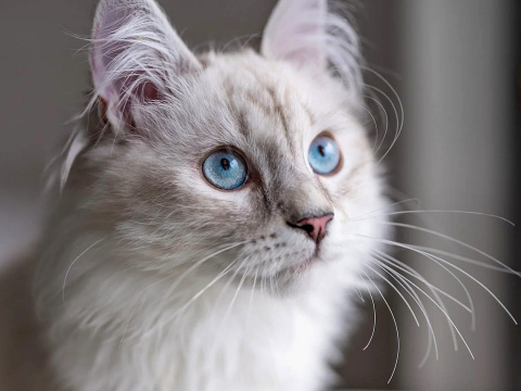 A cat's sixth sense
