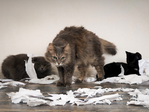 Unrefined cats