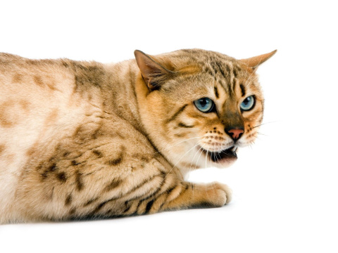 Cat language