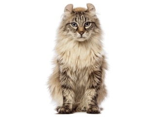American Curl