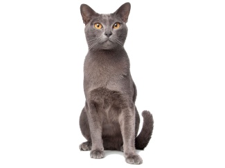 Burmese Cat
