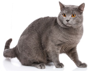 Chartreux