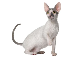 Cornish Rex
