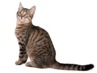 European Shorthair