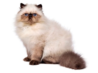 Himalayan Cat