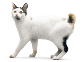 Japanese Bobtail