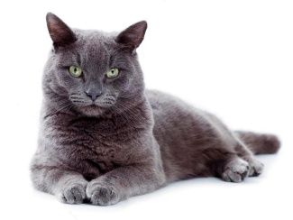Korat