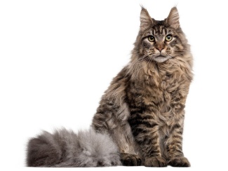 Maine Coon