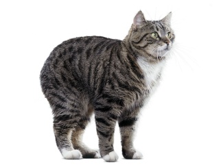 Manx