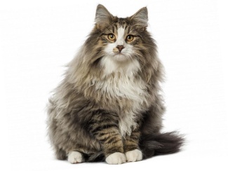 Norwegian Forest Cat