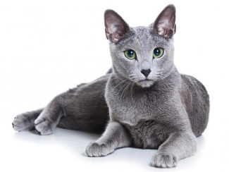 Russian Blue