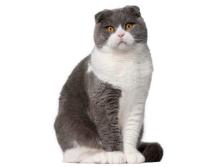 Scottish Fold
