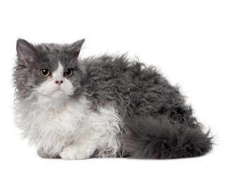 Selkirk Rex