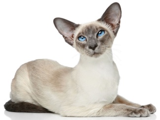 Siamese
