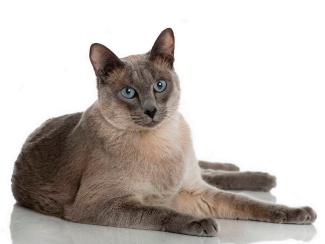 Tonkinese Cat