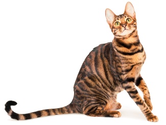 Toyger