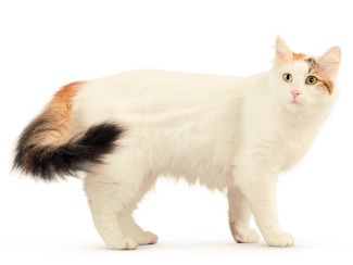 Turkish Van