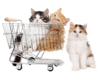 Cat buying