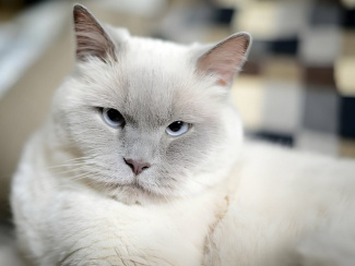 Cat British Shorthair