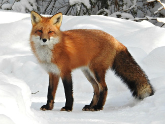 Red Fox