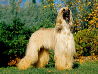 Afghan Greyhound