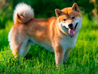Akita Inu
