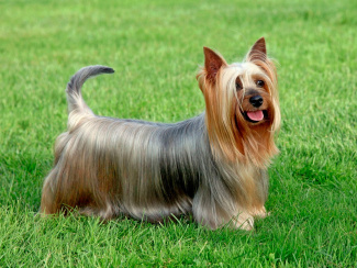 Australian Silky Terrier
