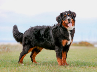 Bernese Sennenhund