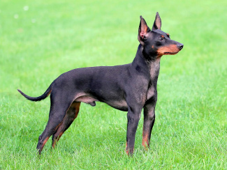 English Toy Terrier