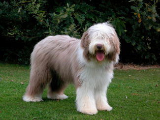 Bobtail