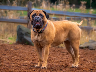 Bullmastiff