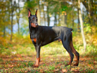Doberman