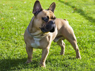 French Bulldog