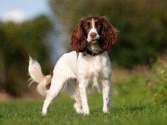French Spaniel