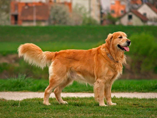 Golden Retriever